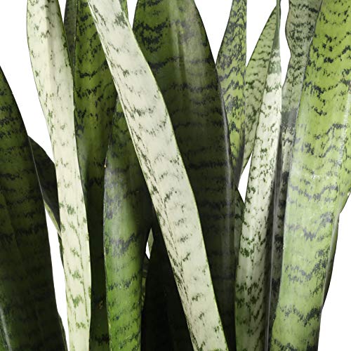 Costa Farms Snake Plant, Sansevieria zeylanica, Live Indoor Plant, 2 to 3-Feet Tall, Ships in Grow Pot, Fresh From Our Farm, Excellent Gift - NbuFlowers