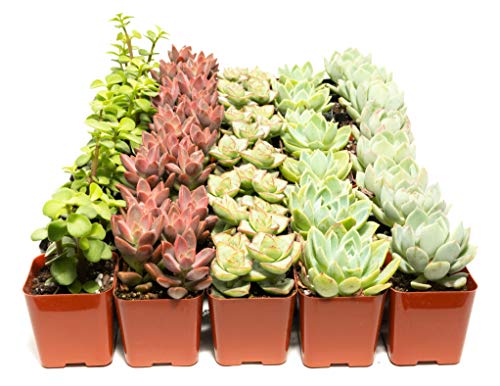 Succulent Assorted Pack- Perfect for Weddings, Party Favors, Home Gardens, and Social Events by Jiimz (36 Pack) - NbuFlowers