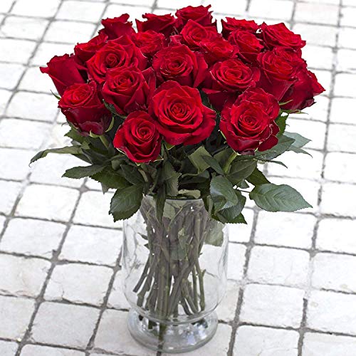 Greenchoice Flowers - 24 ( 2 Dozen ) Premium Red Fresh Roses with 20 inch Long Stem Farm Fresh Flowers Beautiful Red Rose Flower Cut Per Order Direct from Farm Long Lasting… - NbuFlowers