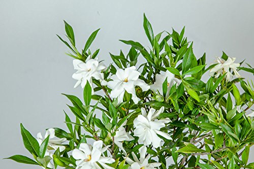 Perfect Plants Frostproof Gardenia Live Plant, 1 Gallon - NbuFlowers