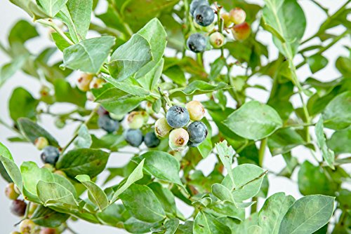 Perfect Plants Powder Blue Blueberry Live Plant, 3 Gallon, Includes Care Guide - NbuFlowers