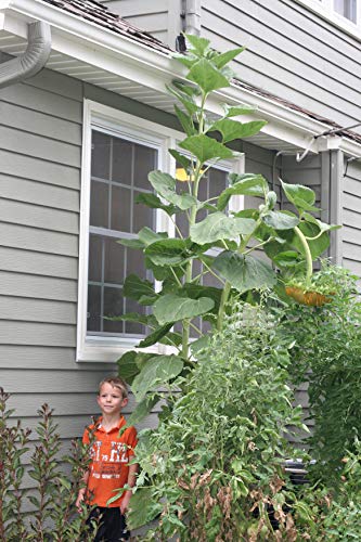 Sow Right Seeds - Mammoth Sunflower Seeds to Plant and Grow Giant Sun Flowers in Your Garden.; Non-GMO Heirloom Seeds; Full Instructions for Planting; Wonderful Gardening Gifts (1) - NbuFlowers