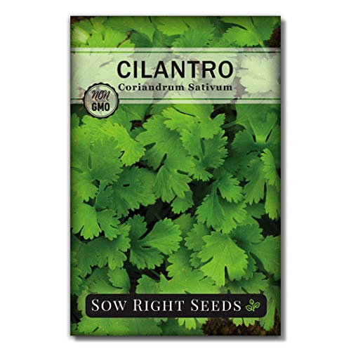 Sow Right Seeds - Cilantro Seed - Non-GMO Heirloom Seeds with Full Instructions for Planting an Easy to Grow herb Garden, Indoor or Outdoor; Great Gift (1 Packet) - NbuFlowers
