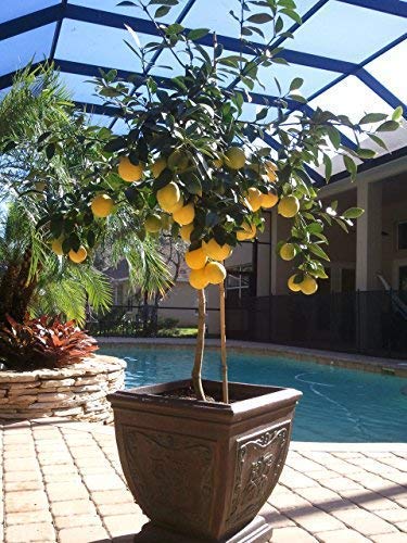 Brighter Blooms - Meyer Lemon Tree - Indoor or Outdoor Potted Fruit Plant, 3-4 Feet - No Shipping to FL, CA, TX, LA or AZ - NbuFlowers