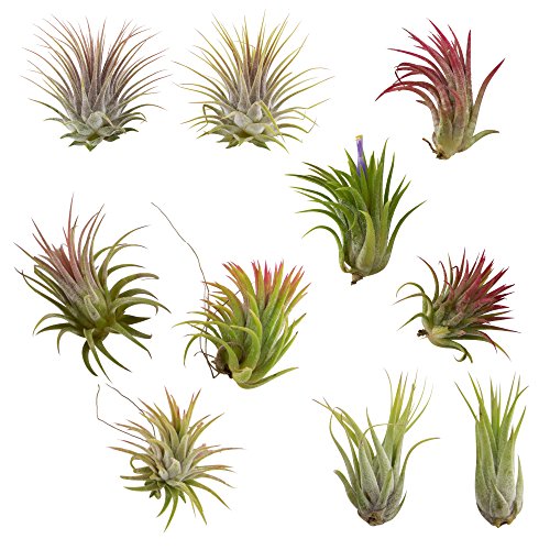 CTS Air Plants Assorted Tillandsia Ionantha(10 Pack)-Low-Maintenance House Plants for Indoor Decoration (10-Pack Assortment) - NbuFlowers