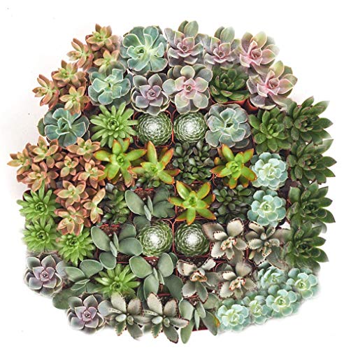 Shop Succulents | Assorted Collection | Variety Set of Hand Selected, Fully Rooted Live Indoor Succulent Plants, 256-Pack - NbuFlowers