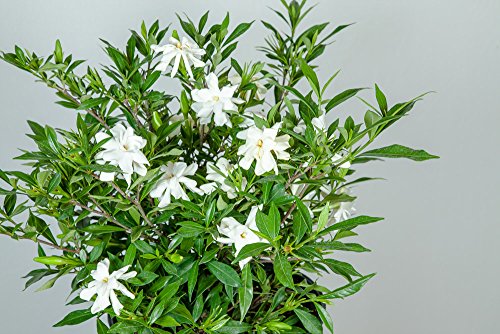 Perfect Plants Frostproof Gardenia Live Plant, 1 Gallon - NbuFlowers