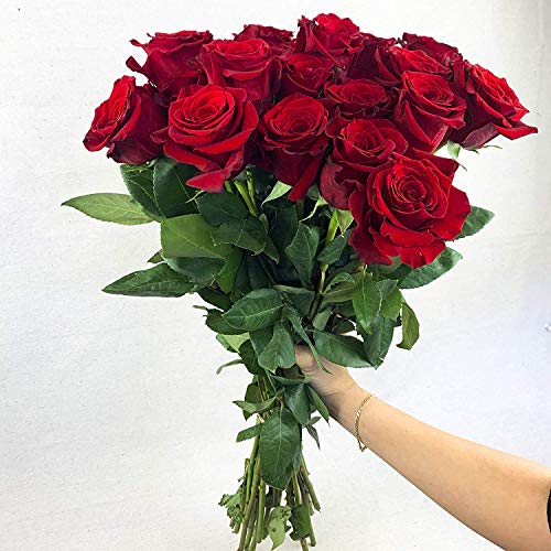 Greenchoice Flowers - 24 ( 2 Dozen ) Premium Red Fresh Roses with 20 inch Long Stem Farm Fresh Flowers Beautiful Red Rose Flower Cut Per Order Direct from Farm Long Lasting… - NbuFlowers