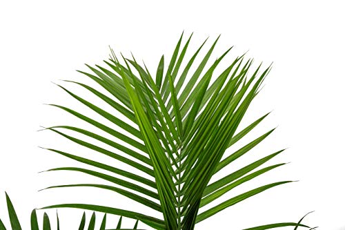 Costa Farms Majesty Palm Tree, Live Indoor Plant, 3 to 4-Feet Tall, Ships with Décor Planter, Fresh From Our Farm, Excellent Gift or Home Décor - NbuFlowers
