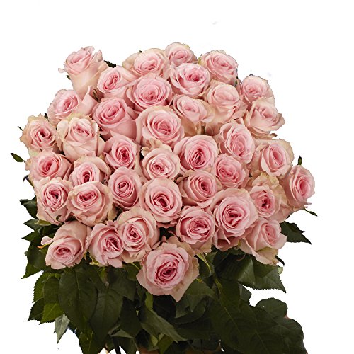 Pink Roses- 50 Fresh Flowers- Beautiful Gift- Next Day Delivery Saturday July 3 - NbuFlowers