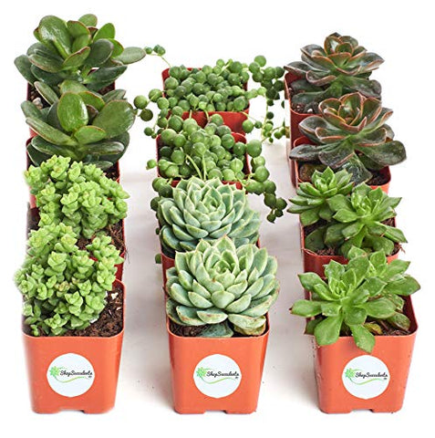 Shop Succulents | Verde Collection | Assortment of Hand Selected, Fully Rooted Live Indoor Green Succulent Plants, 12-Pack - NbuFlowers