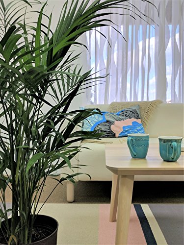 costa farms cat palm Costa Farms Cat Palm Chamaedorea cataractarum, 3-Feet Tall, 3-Foot, Live Indoor Plant
