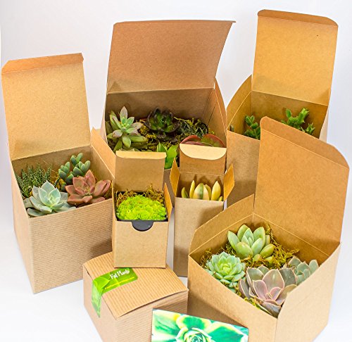 Fat Plants San Diego Miniature Living Succulent Plants in Plastic Planter Pots with Soil - NbuFlowers