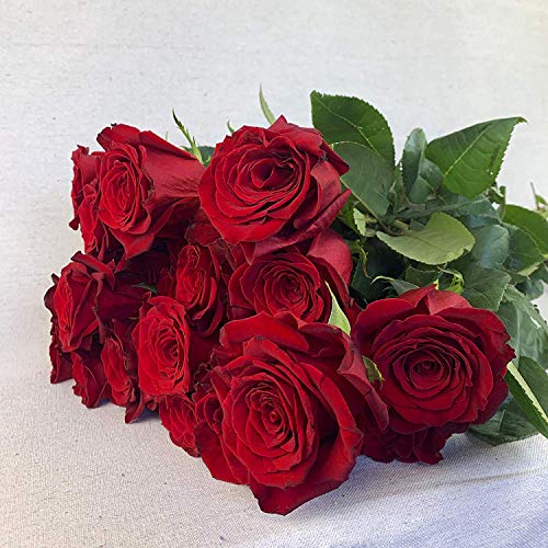 Greenchoice Flowers - 24 ( 2 Dozen ) Premium Red Fresh Roses with 20 inch Long Stem Farm Fresh Flowers Beautiful Red Rose Flower Cut Per Order Direct from Farm Long Lasting… - NbuFlowers