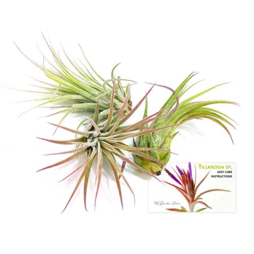 The Drunken Gnome AIR Plants – IONANTHA RUBRA Small – 3 Pack - air Purifying Flowering Tillandsia for Terrarium, Fairy Garden Starter kit, Home Office, Indoor Outdoor, Corporate Gift (3 Small) - NbuFlowers