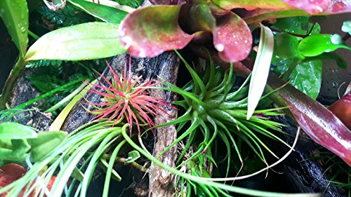 The Drunken Gnome AIR Plants - 3 Pack - air Purifying Flowering Tillandsia for Terrarium, Fairy Garden Starter kit, Home Office, Indoor Outdoor, Corporate Gift (3 Fuego) - NbuFlowers