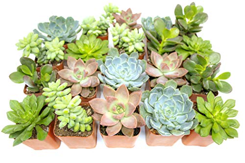 Succulent Plants (20 Pack) Fully Rooted in Planter Pots with Soil, Real Potted Succulents Plants Live Houseplants, Unique Indoor Cacti Mix, Cactus Decor by Plants for Pets - NbuFlowers