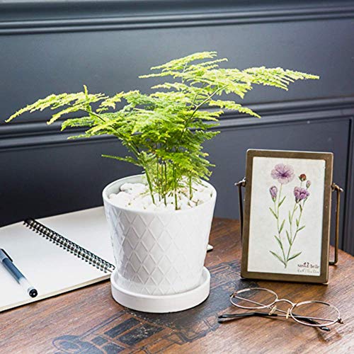BUYMAX Plant Pots Indoor –5 inch Ceramic Flower Pot with Drainage Hole and Ceramic Tray - Gardening Home Desktop Office Windowsill Decoration Gift, Set of 4 - Plants NOT Included (White) - NbuFlowers
