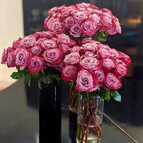 Magenta/Lavender Bi-Colored Roses Flower Bouquet - Beautiful Purple Roses Delivery - Luxury & Fresh Roses - Birthday & Anniversary Roses - Any Occasion (No Vase) (12 Roses) - NbuFlowers