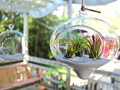 The Drunken Gnome AIR Plants – IONANTHA Small – 3 Pack - air Purifying Flowering Tillandsia for Terrarium, Fairy Garden Starter kit, Home Office, Indoor Outdoor, Corporate Gift (3 Small) - NbuFlowers