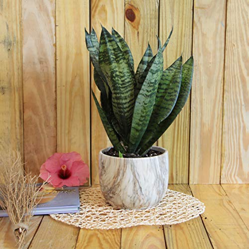 Costa Farms Snake, Sansevieria White-Natural Decor Planter Live Indoor Plant, 12-Inch Tall, Grower's Choice, Green, Yellow - NbuFlowers