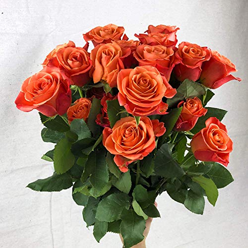 Greenchoice Flowers | 24 Orange Roses Fresh Cut Flowers | Fresh Bulk Flowers | Birthday Flowers | (2 Dozen) - 20 inch Long Stem Flower Cut Direct from Farm - NbuFlowers