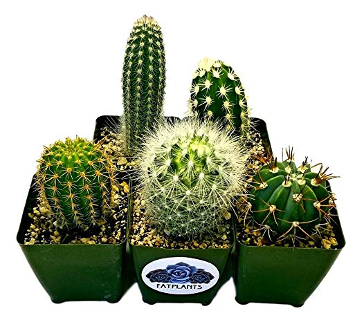 Fat Plants San Diego Cactus Plants. Variety Package of Indoor or Outdoor Cacti Plants for Gardens, Home Decor or Gifts (2) - NbuFlowers