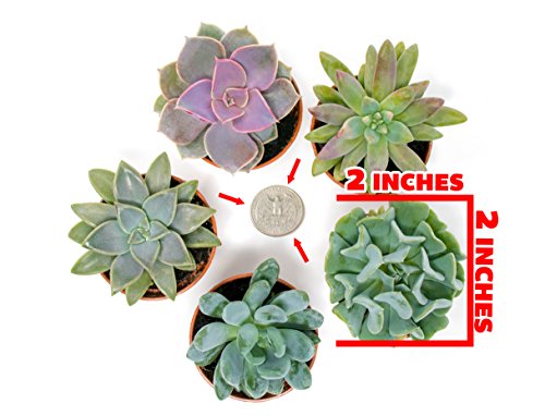 Succulent Plants (5 Pack) Assorted Potted Succulents Plants Live House Plants in Cacti and Succulent Soil Mix, Planter Pots Decor, Cactus Plants Live Indoor Plants Live Houseplants by Plants for Pets - NbuFlowers