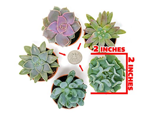Succulent Plants (12 Pack) Fully Rooted in Planter Pots with Soil | Real Live Potted Succulents / Unique Indoor Cactus Decor by Plants for Pets - NbuFlowers