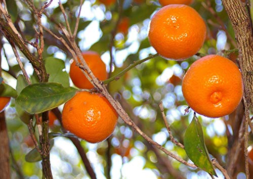 Brighter Blooms Calamondin Orange Tree - Indoor/Outdoor Patio Citrus Trees, Ready to Give Fruit - Cannot Ship to FL, CA, TX, LA and AZ (2-3 ft.) - NbuFlowers