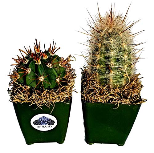 Fat Plants San Diego Cactus Plants. Variety Package of Indoor or Outdoor Cacti Plants for Gardens, Home Decor or Gifts (2) - NbuFlowers