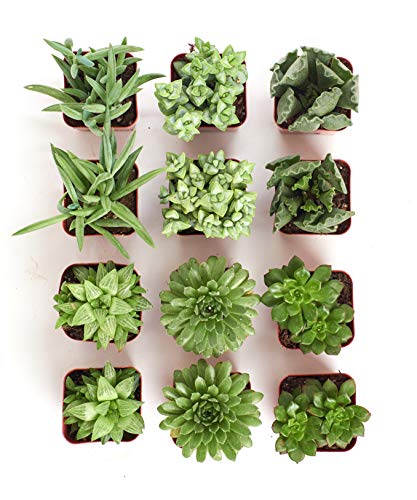 Shop Succulents | Verde Collection | Assortment of Hand Selected, Fully Rooted Live Indoor Green Succulent Plants, 12-Pack - NbuFlowers