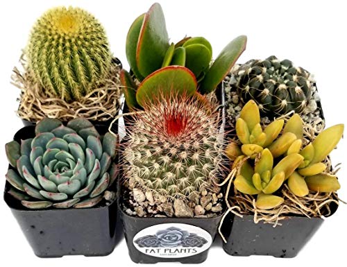 Fat Plants San Diego Miniature Flowering Cactus and Succulent Plant Collection (6) - NbuFlowers