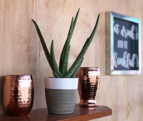 Costa Farms Aloe Vera Live Indoor House Plant, Gift, 10-Inch Tall, Green - NbuFlowers