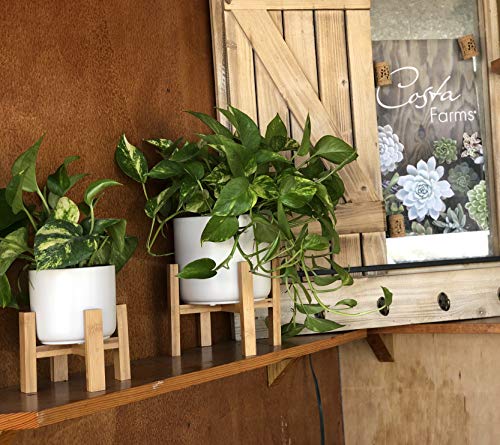 Costa Farms Easy Care Devil's Ivy Golden Pothos Live Indoor Plant, 10-Inches Tall, White Mid-Century Modern Planter - NbuFlowers