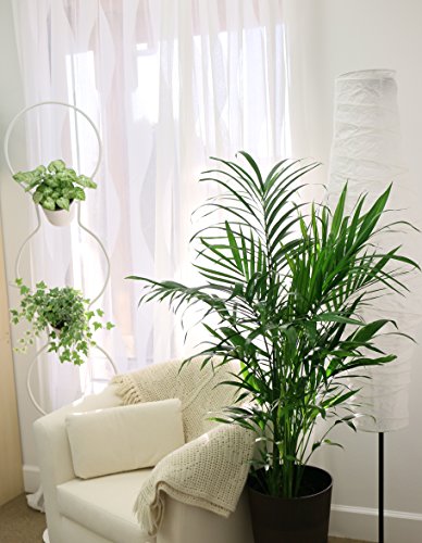 costa farms cat palm Costa Farms Cat Palm Chamaedorea cataractarum, 3-Feet Tall, 3-Foot, Live Indoor Plant
