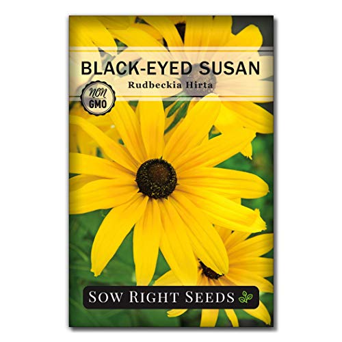 Sow Right Seeds - Flower Garden Seed Collection - Coneflower, Snapdragon, Zinnia, Cosmos, Cape Daisy, Aster, Lupine, Black-eyed Susan, Shasta Daisy, and Blanket Flower; Heirloom Seeds for Planting - NbuFlowers