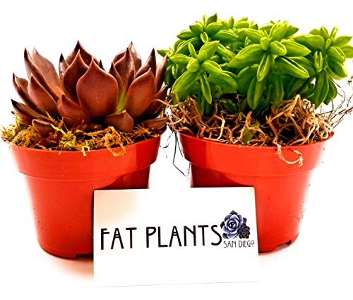 fat plants san diego succulent soil Fat Plants San Diego Live Succulent Plant Variety Collection