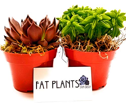 Fat Plants San Diego Live Succulent Plant Variety Collection - NbuFlowers