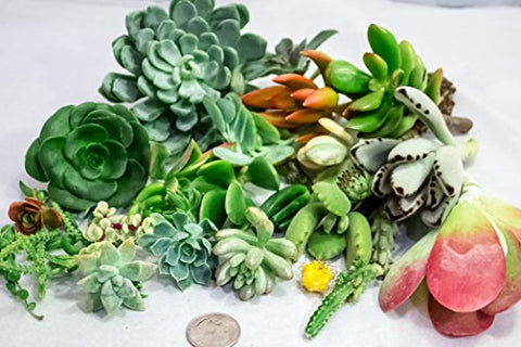 Fat Plants San Diego Small Succulent Cuttings Packages - NbuFlowers