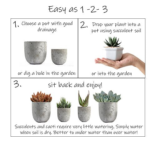 house plants easy care