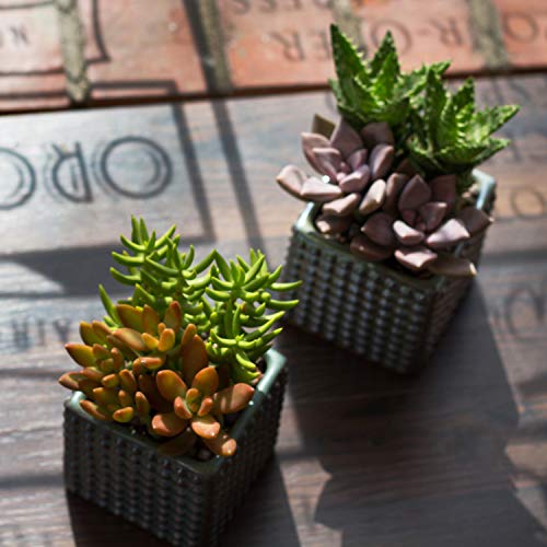 Altman Plants, Beloved Succulent Plants Collection (9 Pack) 3.5" Potted Succulents Plants Live House Plants, Cactus Plants Live Indoor Plants Live Houseplants in Pots with Cacti and Succulent Soil - NbuFlowers