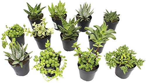 Easy plants for indoors
