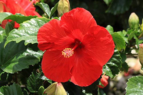 Costa Farms Live Premium Hibiscus Outdoor Plant in 1 QT Grower Pot, 1QT, 4-Pack, Red Flowers - NbuFlowers
