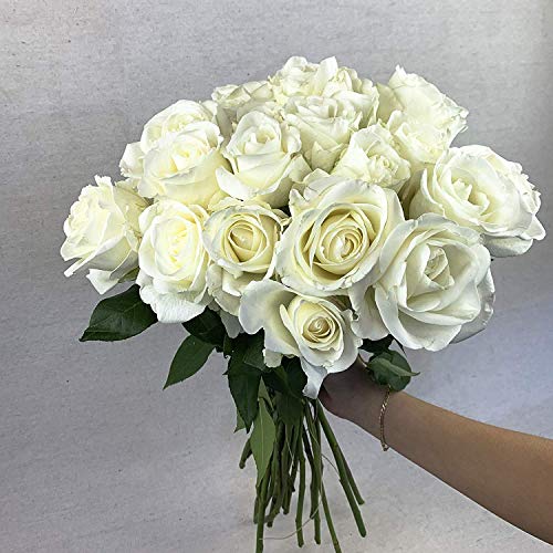 Greenchoice Flowers, 24 White Roses Fresh Cut Flowers