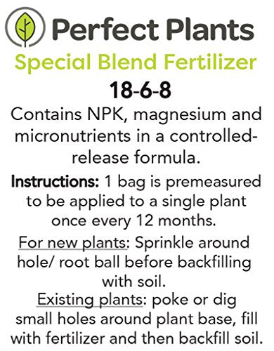 Perfect Plants Powder Blue Blueberry Live Plant, 3 Gallon, Includes Care Guide - NbuFlowers