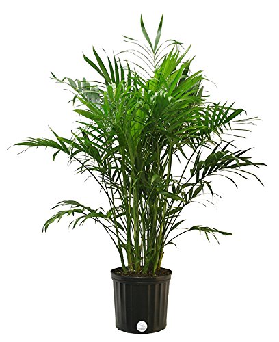 Costa Farms Cat Palm Chamaedorea cataractarum, 3-Feet Tall, 3-Foot, Live Indoor Plant - NbuFlowers