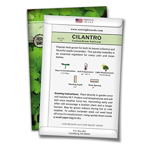 Sow Right Seeds - Cilantro Seed - Non-GMO Heirloom Seeds with Full Instructions for Planting an Easy to Grow herb Garden, Indoor or Outdoor; Great Gift (1 Packet) - NbuFlowers