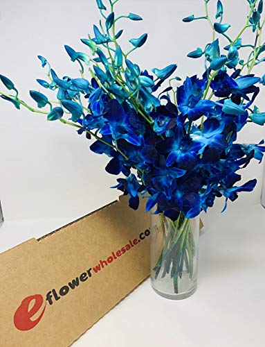 Fresh Cut Flowers - Blue Dendrobium Orchids -Bom Sonia with Free Vase - NbuFlowers