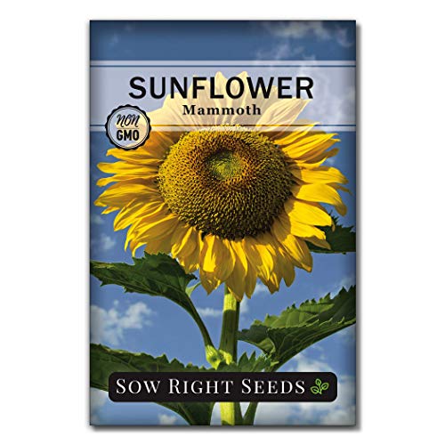 Sow Right Seeds - Mammoth Sunflower Seeds to Plant and Grow Giant Sun Flowers in Your Garden.; Non-GMO Heirloom Seeds; Full Instructions for Planting; Wonderful Gardening Gifts (1) - NbuFlowers